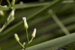 Canadian horseweed